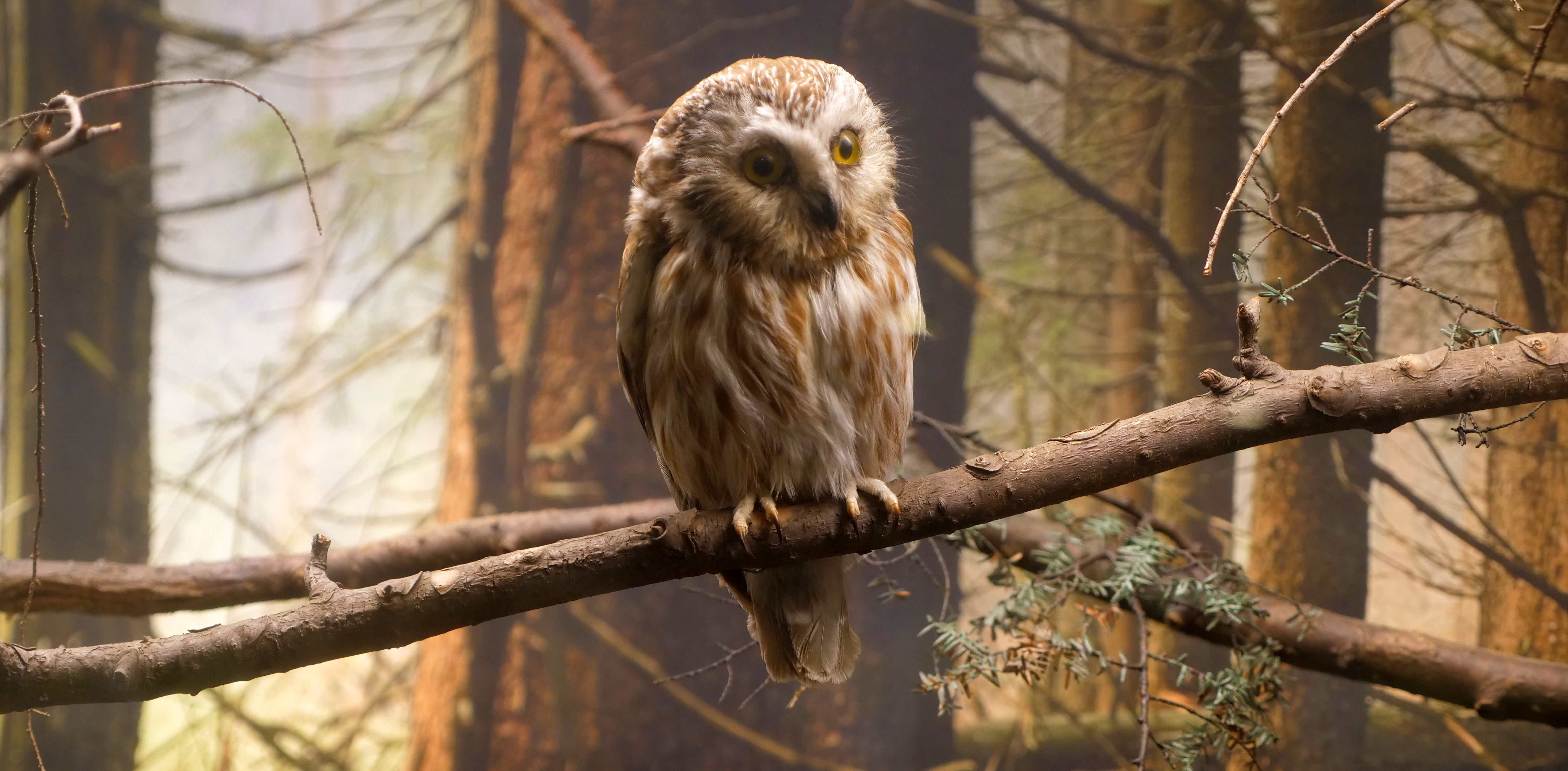 Northern Saw-whet Owl (Aegolius acadicus) Northern Saw-whet Owl (Aegolius acadicus)
