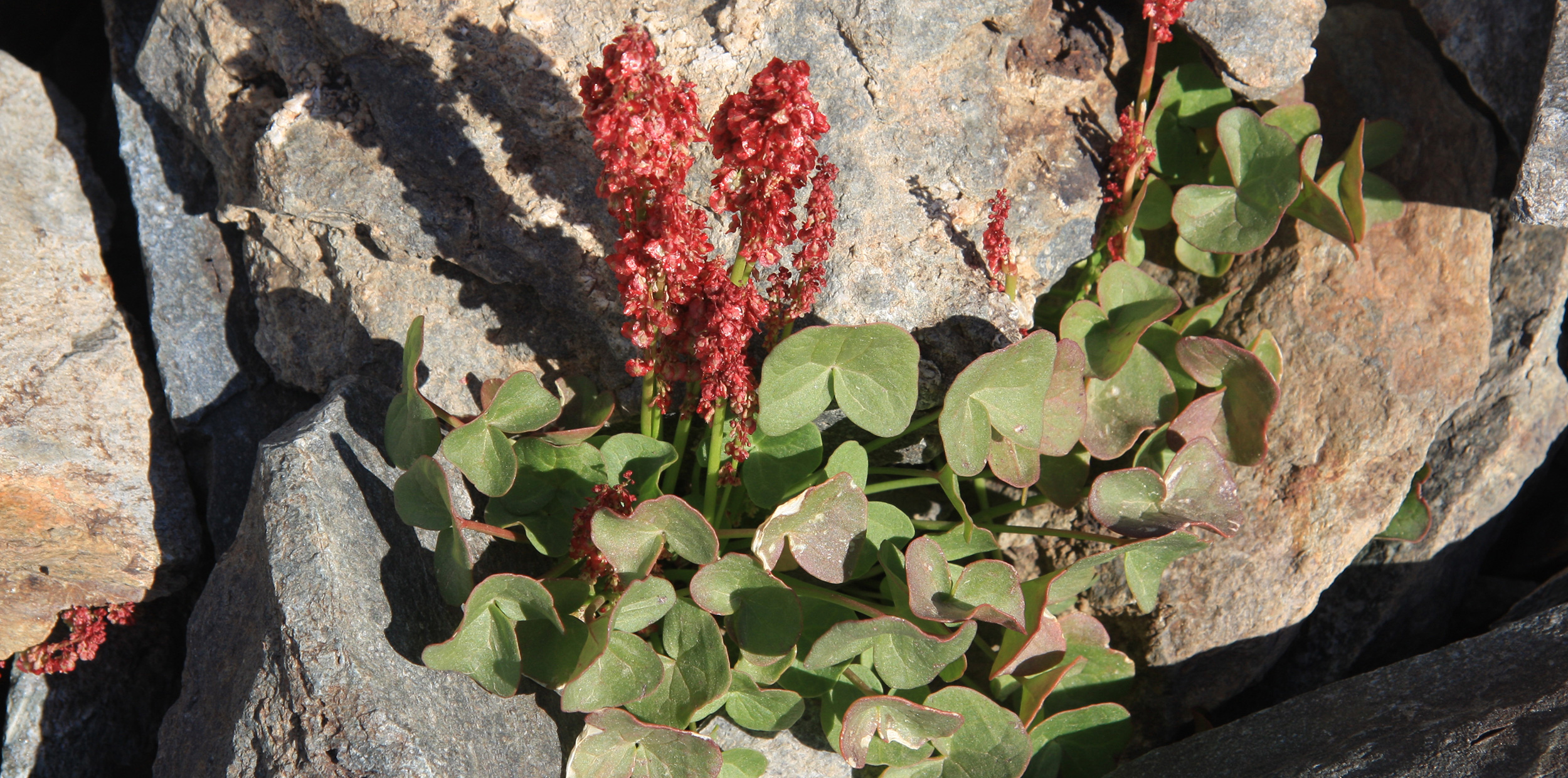 Mountain Sorrel Mountain Sorrel