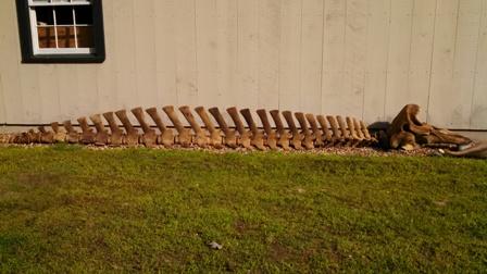 beaked whale skeleton