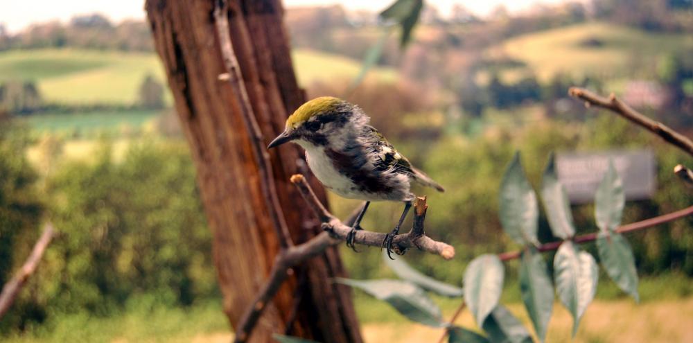 Fields and Shrublands Bird