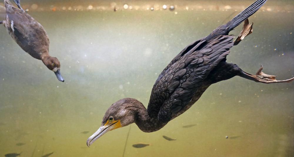 Lesser Scaup, female (Aythya affinis), right, and Double-Crested Cormorant (Phalacrocorax auritus), left