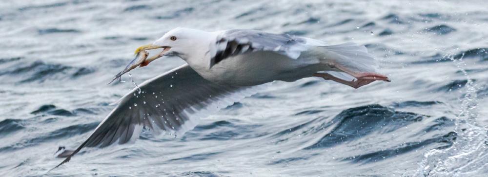 Gull Fishing