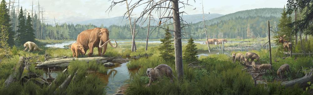 What Is The Taiga Biome? Discover Animals & Plants Of The Boreal Forest