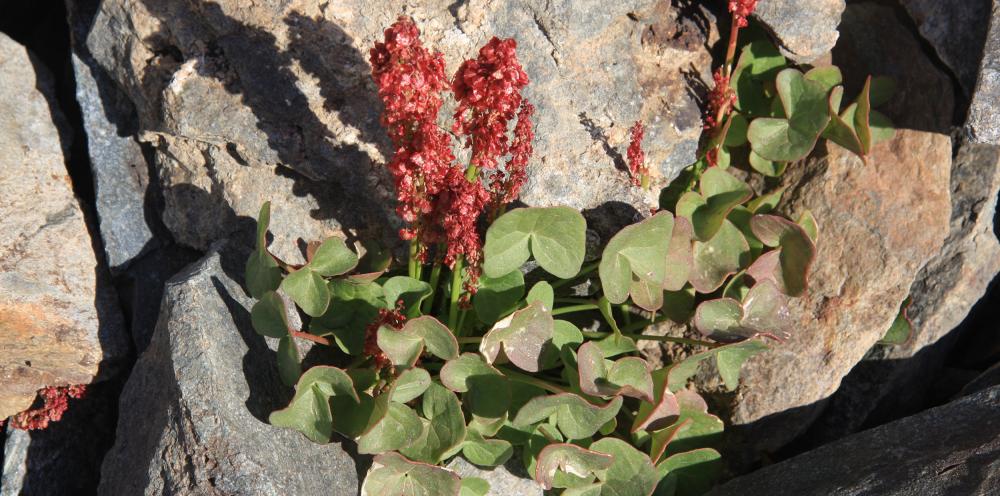 Mountain Sorrel