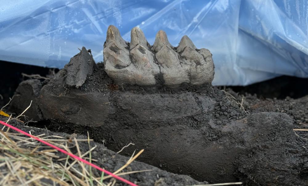 Recently excavated mastodon tooth, still embedded in the jaw Mastodon tooth embedded in the jaw at the excavation site
