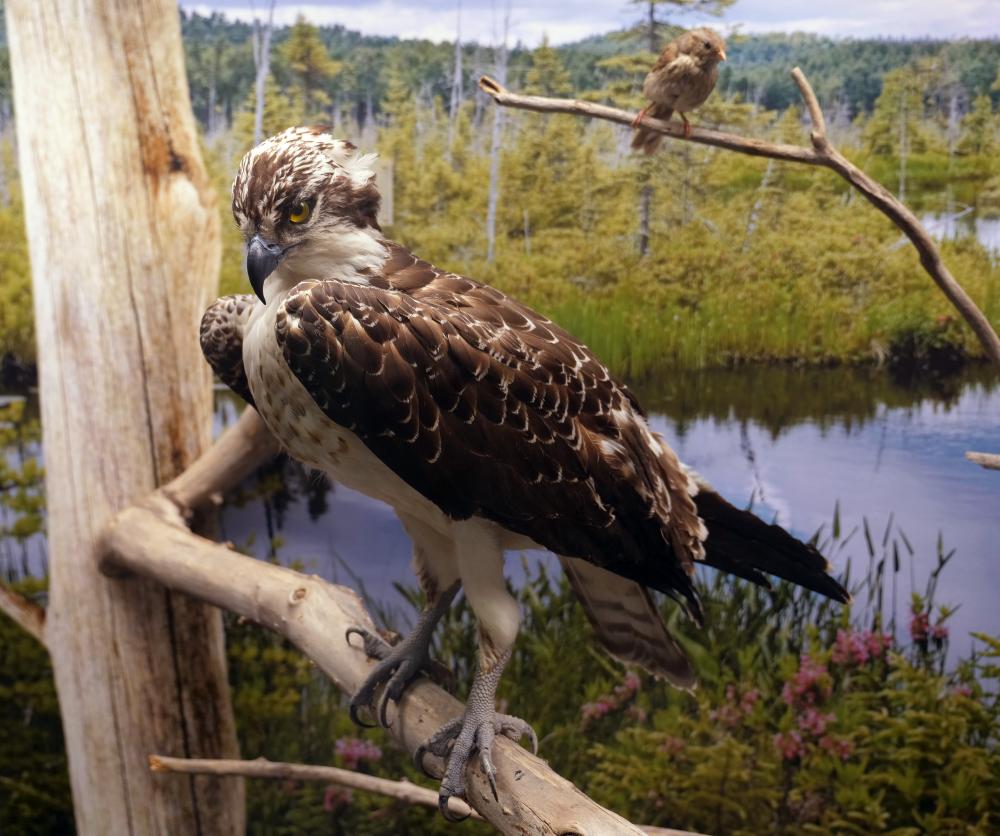 Osprey (Pandion haliaetus), left, and Lincoln's sparrow (Melospiza lincolnii), top right