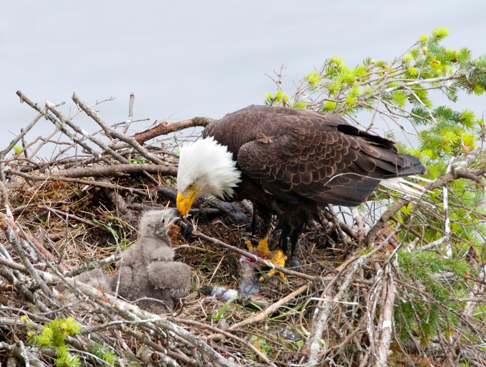Bald Eagle in Nest with Young