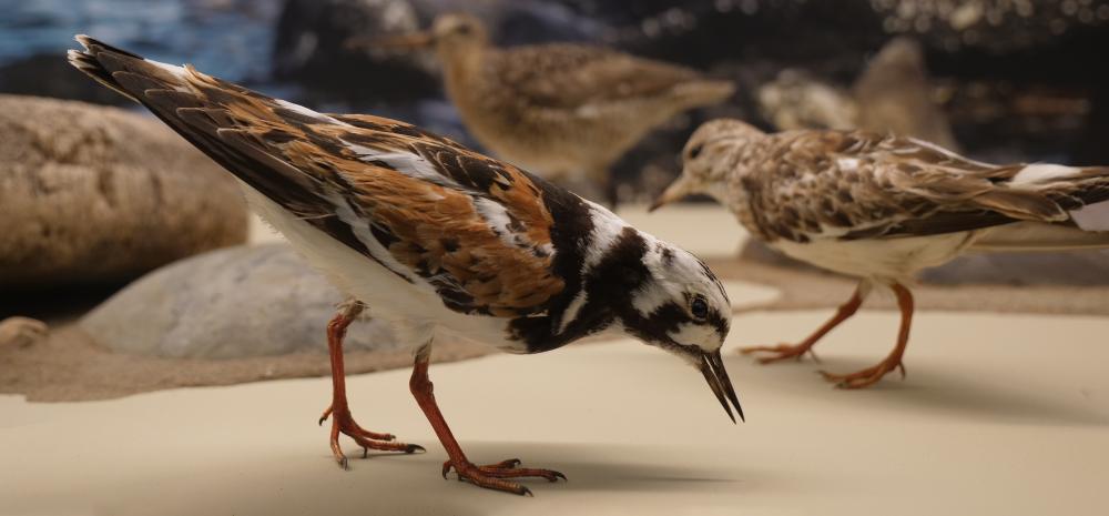 Ruddy Turnstone (Arenaria interpres)