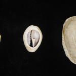Cowrie Shells Moneta (left), Annulus (center), and a Reticulated Cowrie Helmet (right) from the NYSM Historical Archaeology Collection.