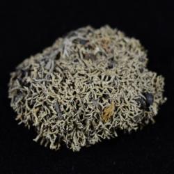 Lichen