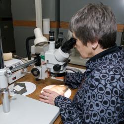 Volunteer looking through microscope