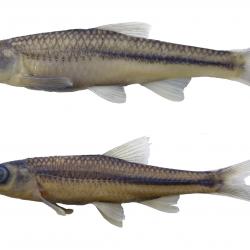 Fish on white background 