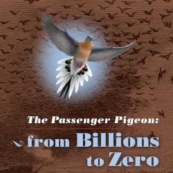 The Passenger Pigeon exhibition graphic