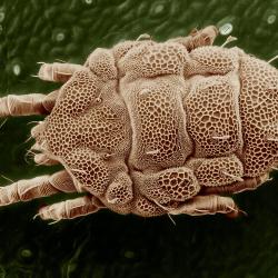 Yellow Mite (Tydeidae)