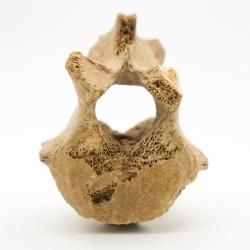 Ice Age Bear Vertebra (anterior)