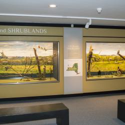 Bird Hall - Fields and Shrublands