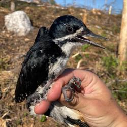 Black-backed Woodpecker