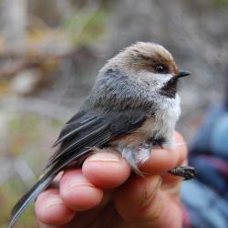 Boreal Chickadee