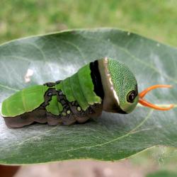 caterpillar on leaf