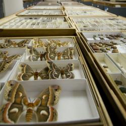 entomology table 