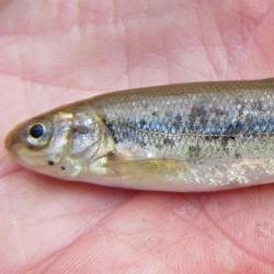 Pearl Dace