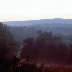 landscape forest sunrise 