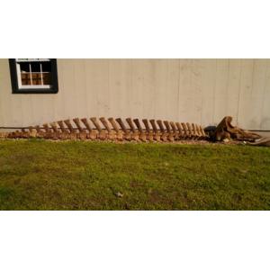 beaked whale skeleton