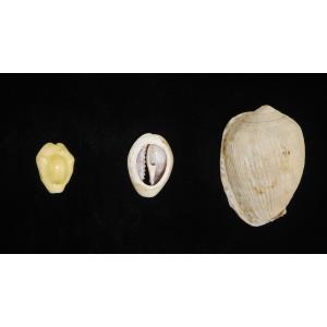 Cowrie Shells Moneta (left), Annulus (center), and a Reticulated Cowrie Helmet (right) from the NYSM Historical Archaeology Collection.