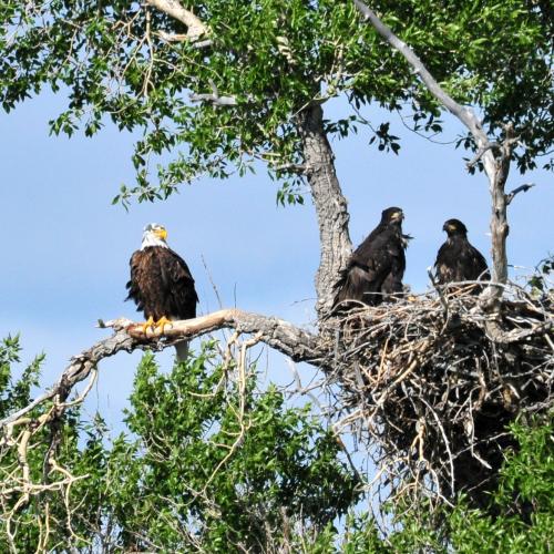 Bald Eagle and Young