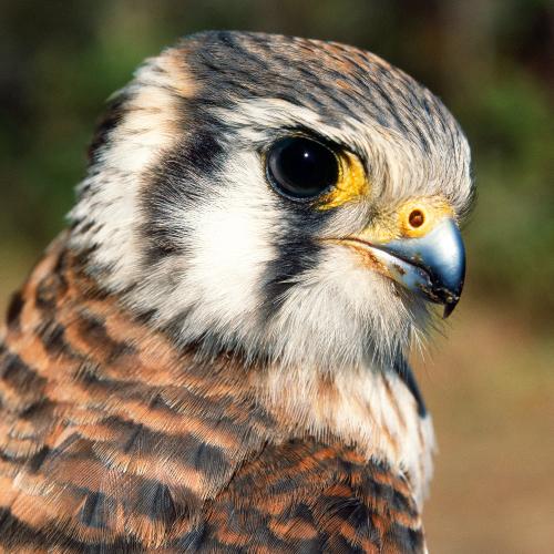 American Kestrel, photographed by Michael L. Smith