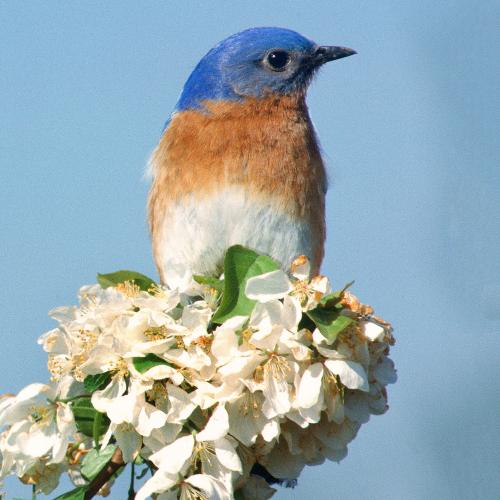 Bluebird on flowers 