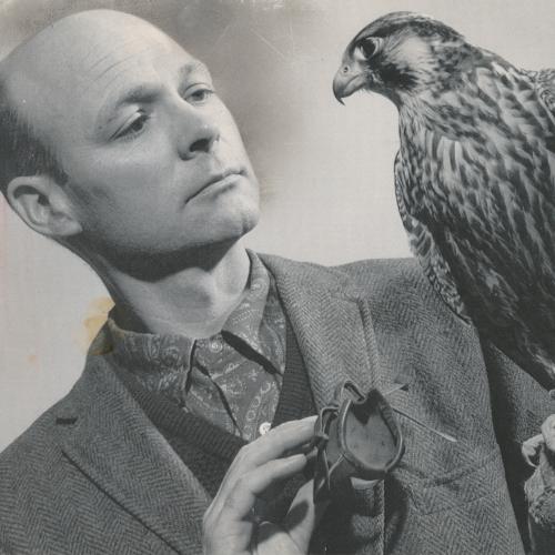 Tom Cade and a Falcon