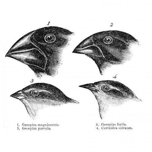 Evolution of Birds