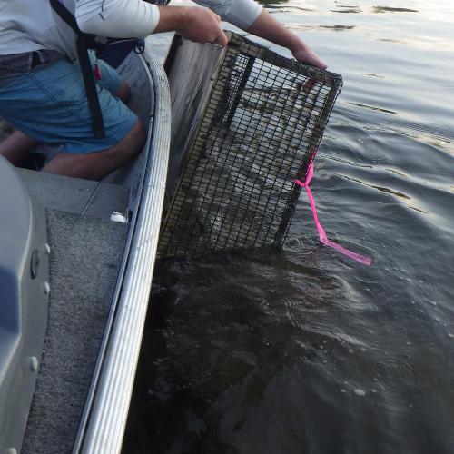 Release of Mussels