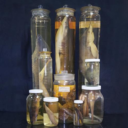 Fish in Jars