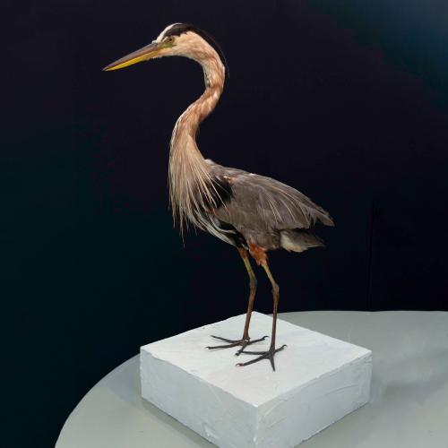 Great Blue Heron