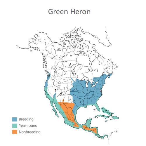 Green Heron Migration Map
