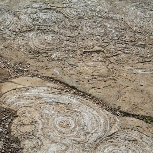 Stromatolites at Lester Park