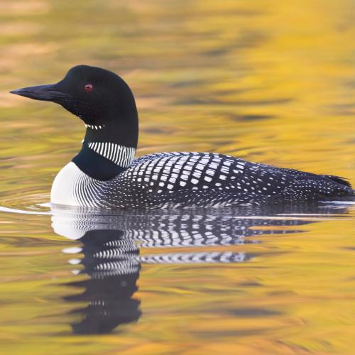 Common Loon