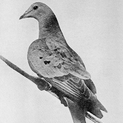 Martha - The Last Passenger Pigeon