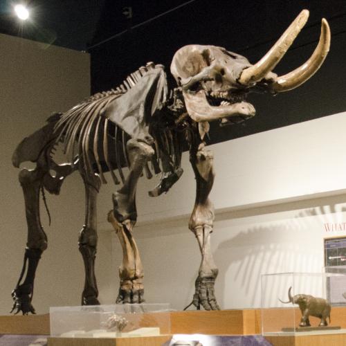 Mastodon exhibition in museum