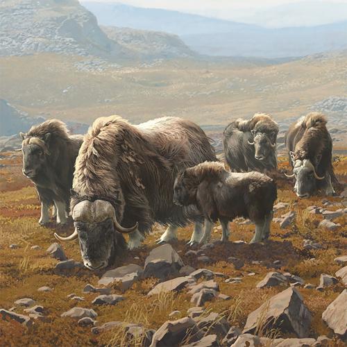 Musk Oxen