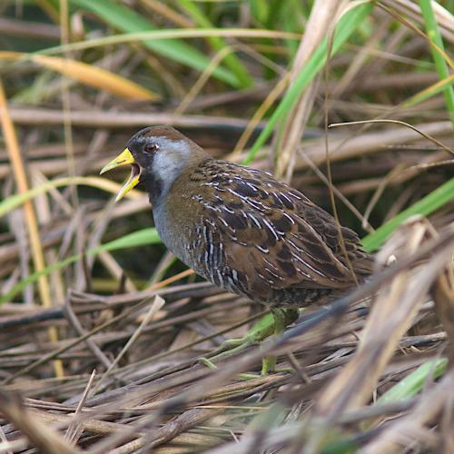 Sora (Porzana carolina)