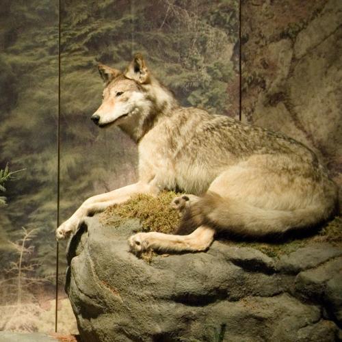 Proposed Law Would Allow Trapping Of Adirondack Coyotes With Cable Snares -  - The Adirondack Almanack