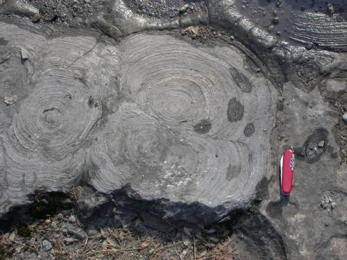 Stromatolites