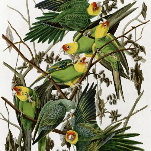 Carolina Parakeet