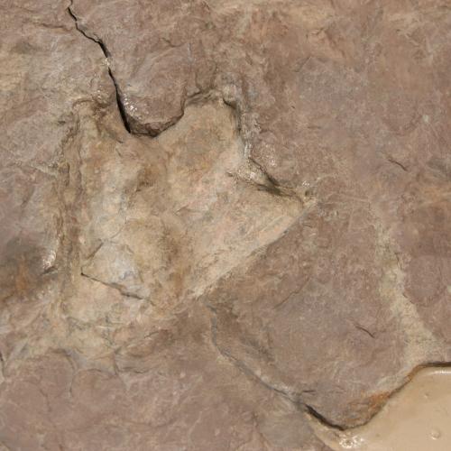 Dinosaur Tracks