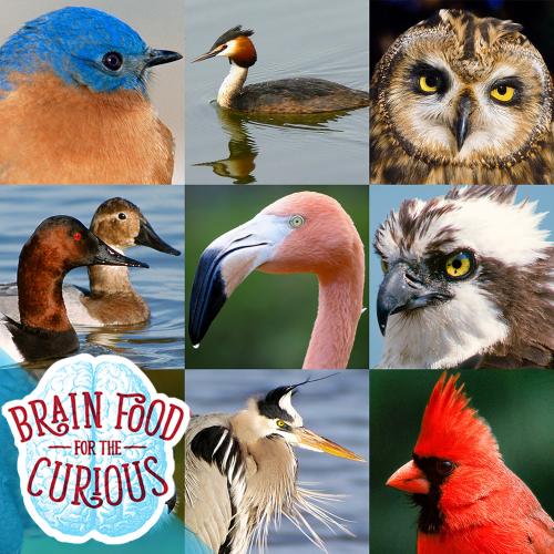 Montage of Bird Photographs