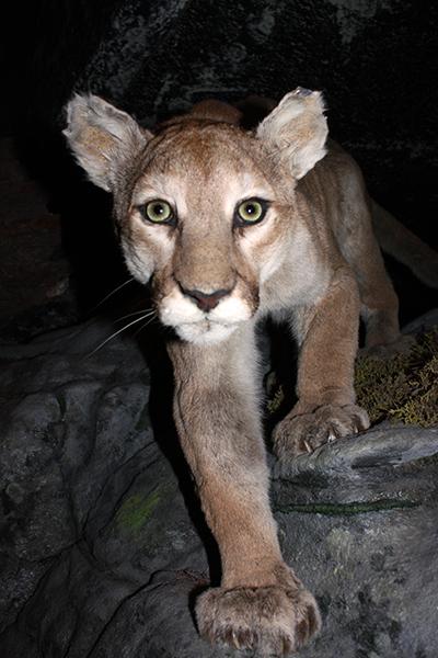 Cougar in museum exhibition 