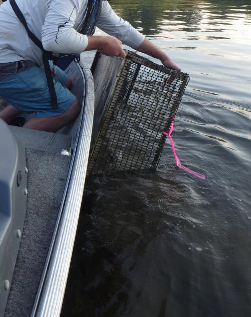 Release of Mussels